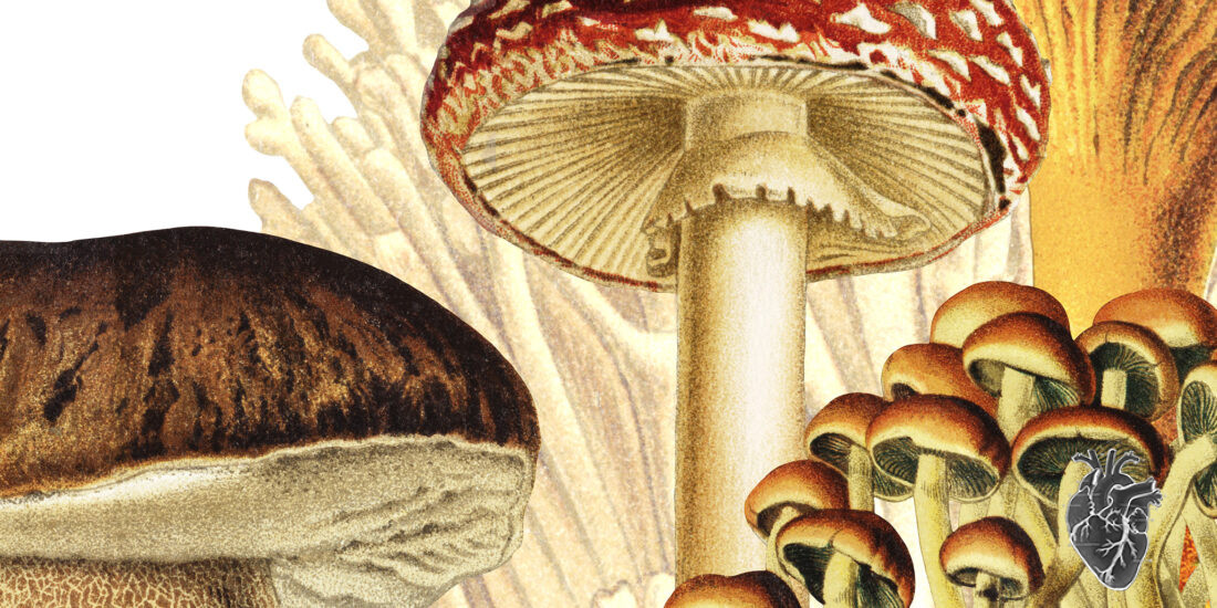 Sanctum Studio presents Fungal Forest