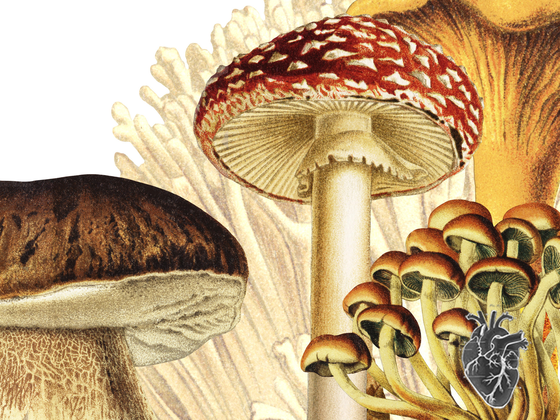 Sanctum Studio presents Fungal Forest